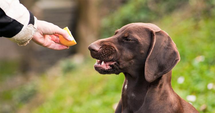 What Smells Deter Dogs?