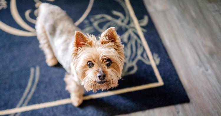 What is a Reasonable Rehoming Fee for a Yorkie?