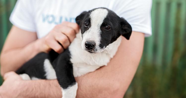 What’s National Animal Shelter Week?