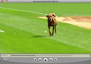 dog on field