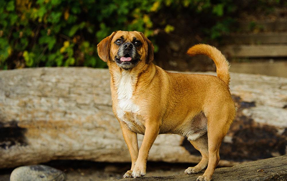 Beagle Mixes picture