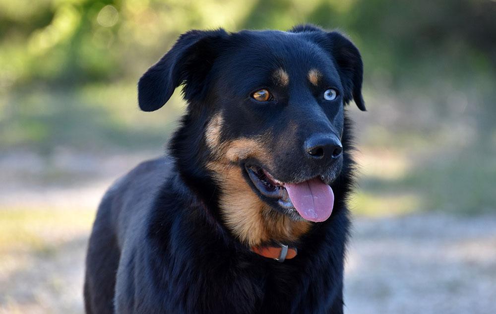 Doberman Pinscher Mixes picture