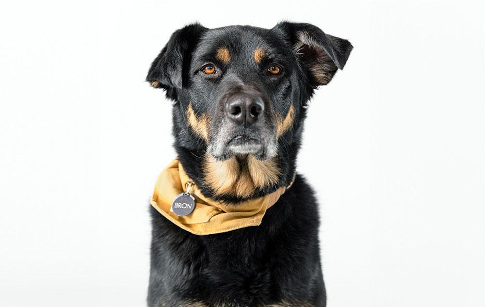 Rottweiler Mixes picture