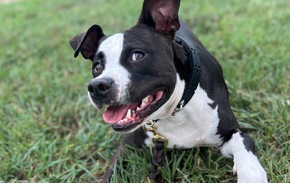 Boston Terrier Mixes picture