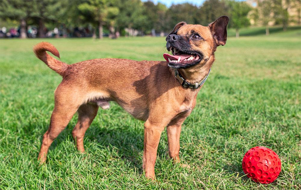 Dachshund Mixes picture