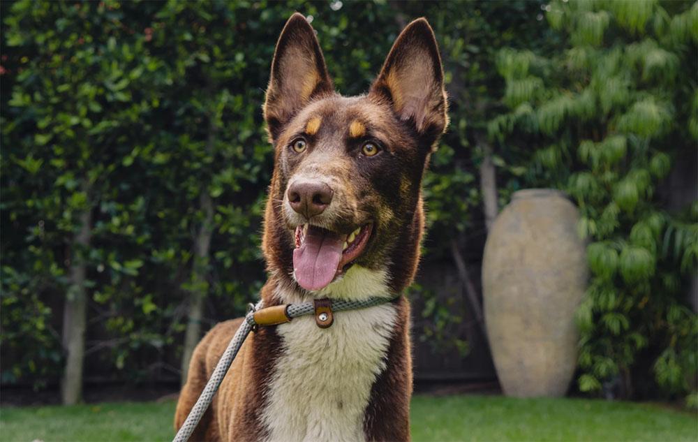 Australian Kelpie Mixes picture