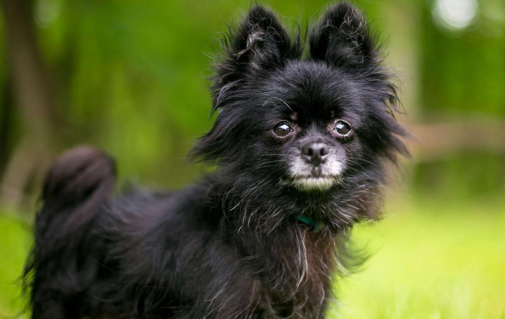 Pomeranian Mixes picture