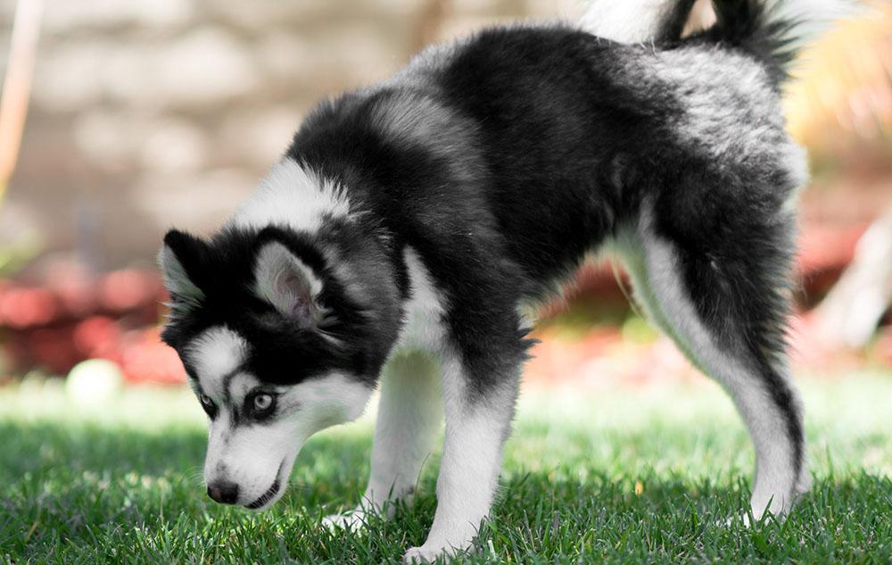 Husky Mixes picture