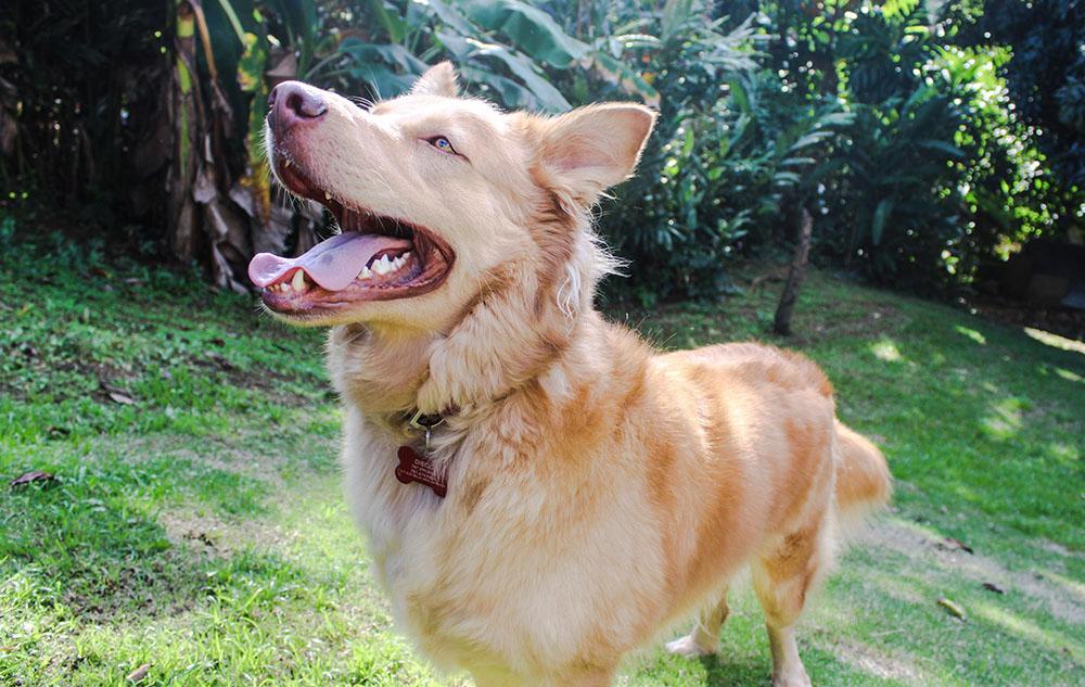 Golden Retriever Mixes picture