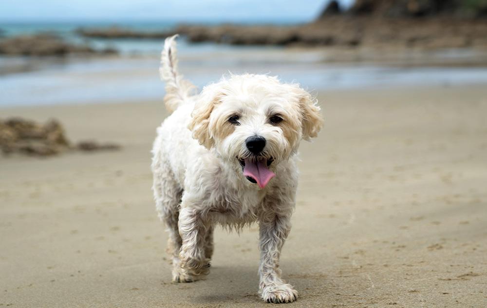 Cavalier King Charles Spaniel Mixes picture