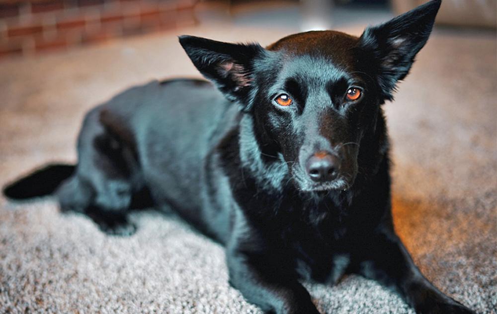 Labrador Retriever Mixes picture