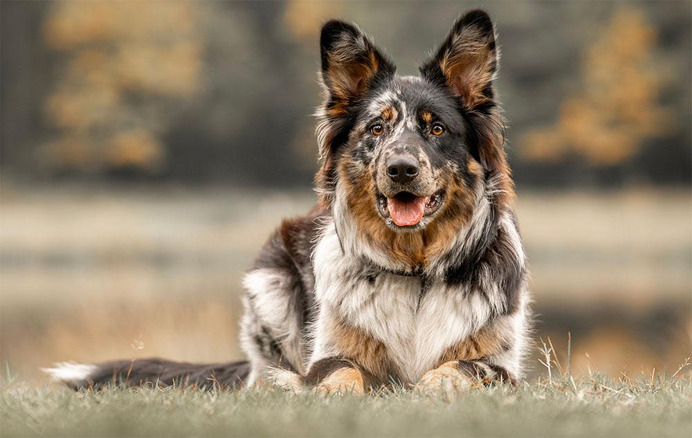 Australian Shepherd Mixes picture