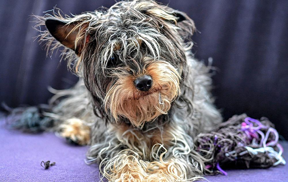 Yorkie Mixes picture