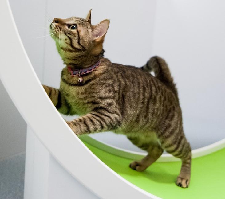 Do you need to groom an Ocicat cat?