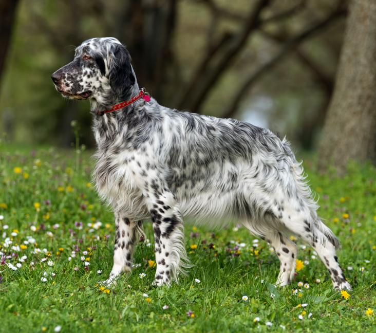 When do English Setters stop growing?