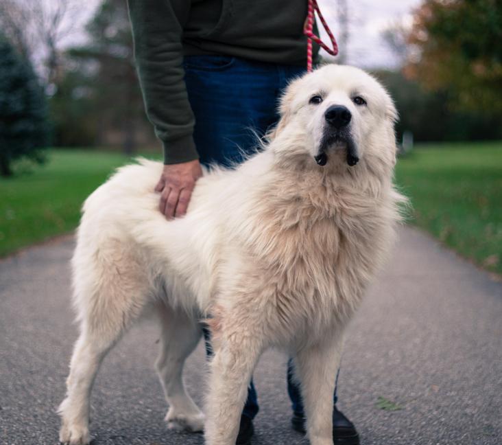 Can you shave a Great Pyrenees dog?