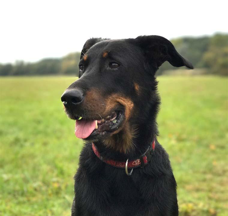 How much do Beaucerons shed?