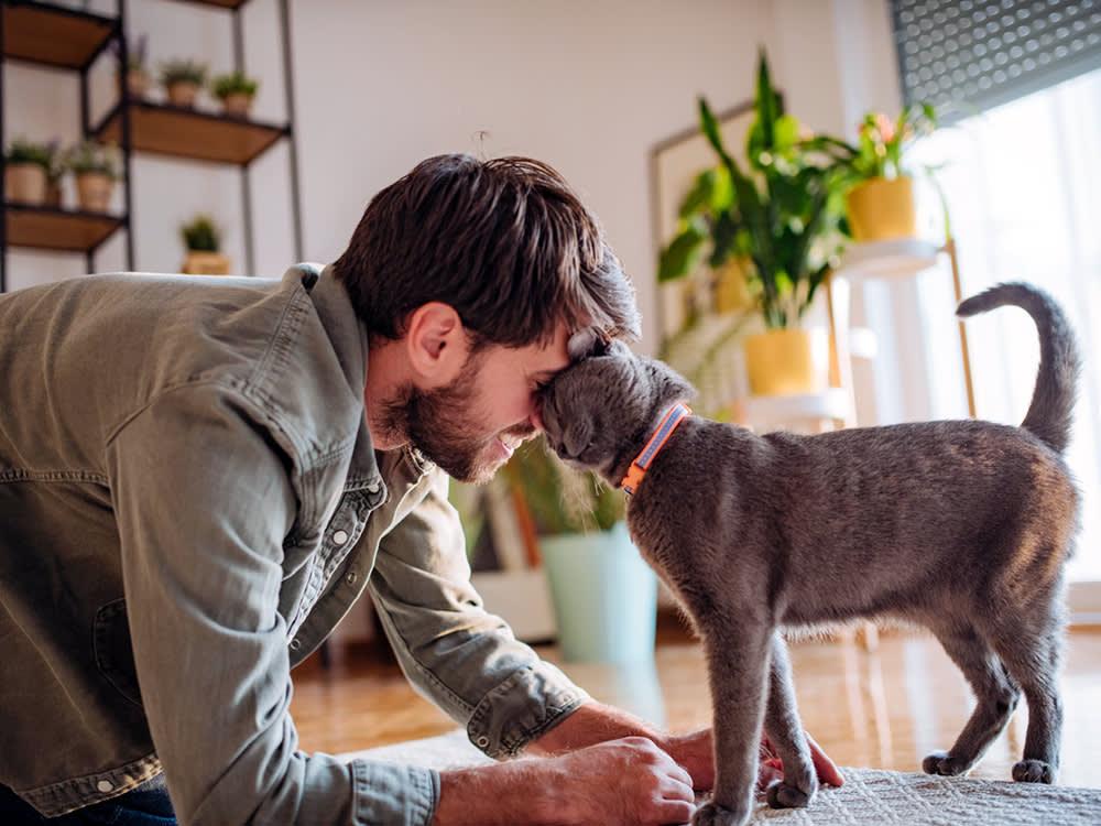 agreeable cat with person