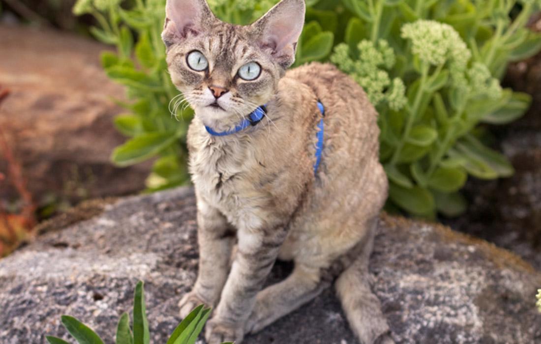 Devon Rex - chinchilla