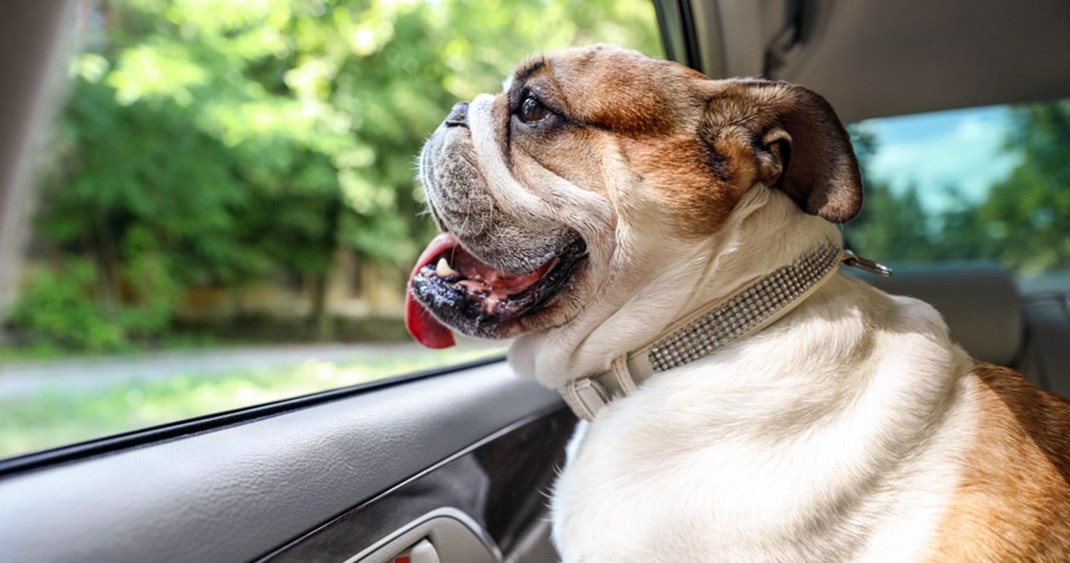 What is a Reasonable Rehoming Fee for an English Bulldog?