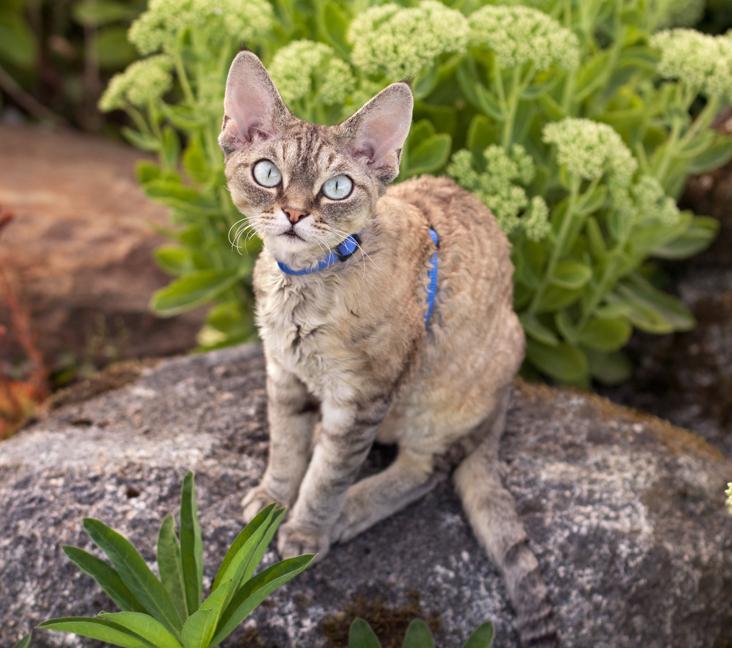 Where are Devon Rex cats from?