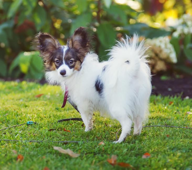 Are Papillons good with other dogs?