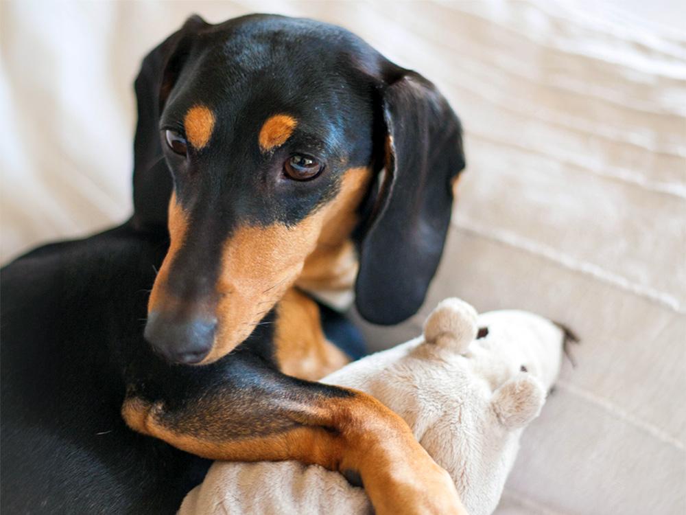 Dachshund dog 