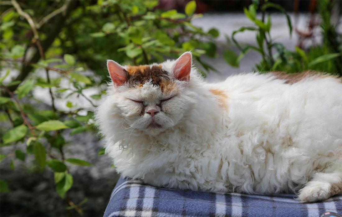 Selkirk Rex - White