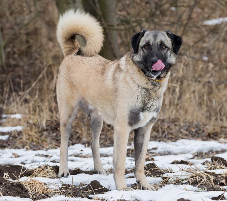 What color are Anatolian Shepherds?