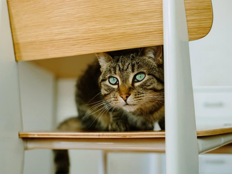 neurotic cat on chair