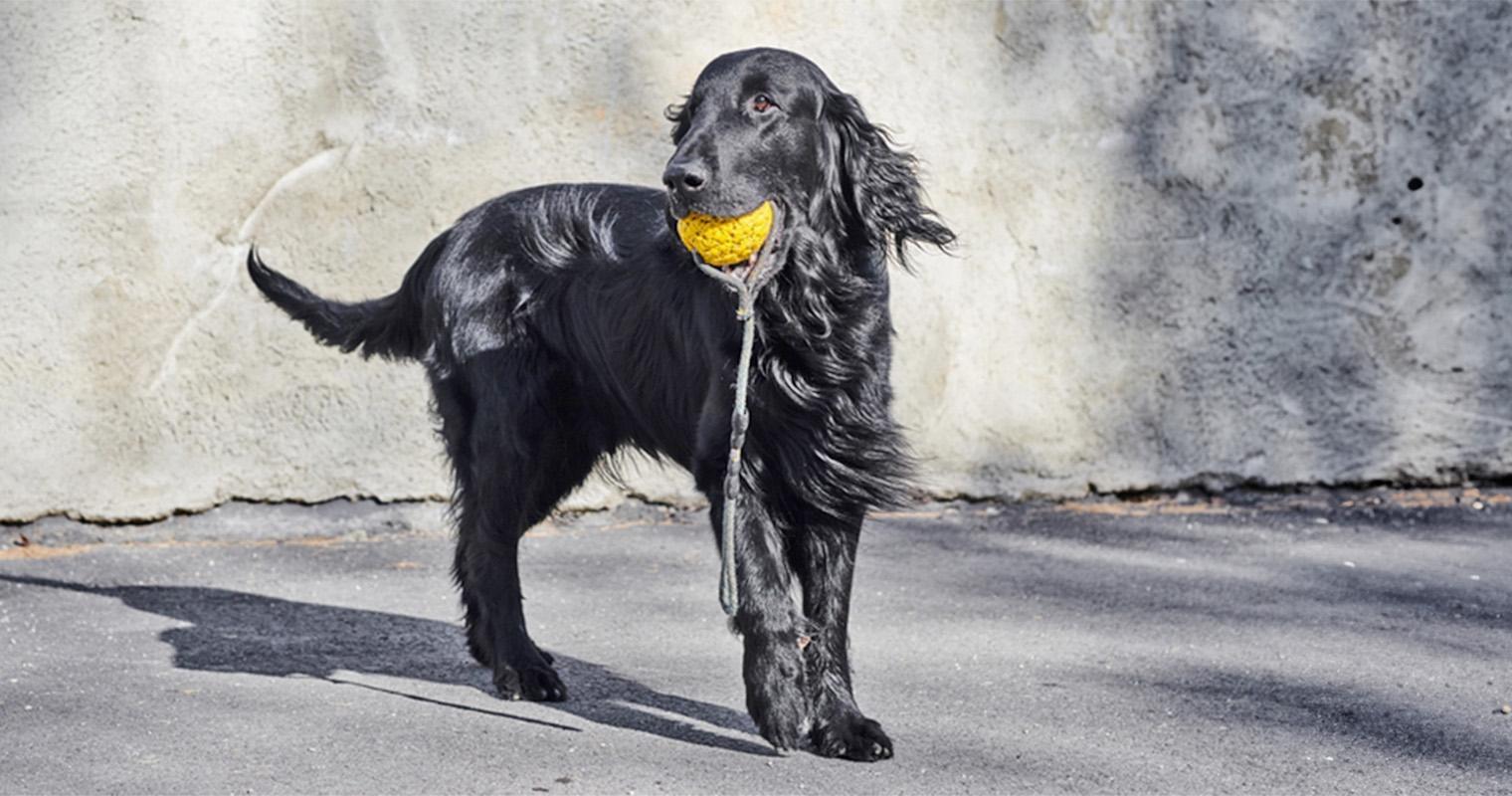 10 Fantastic Flat-Coated Retriever Mixes