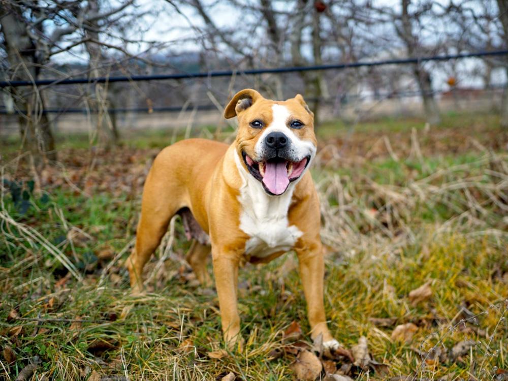 American Staffordshire Terrier dog in grass