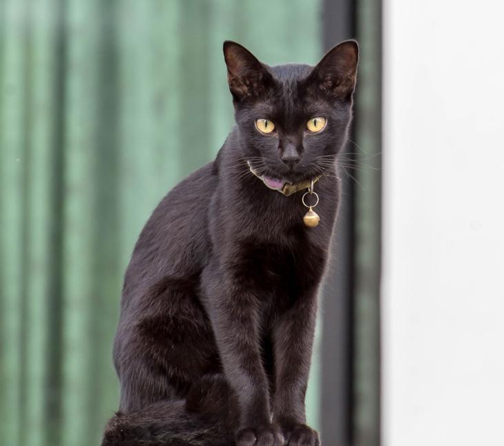 Can Bombay cats have green eyes?