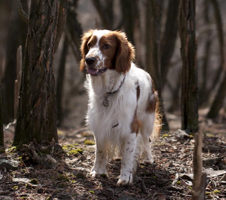 What colors do Welsh Springer Spaniels come in?