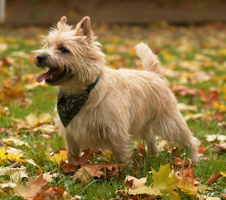 How big does a Cairn Terrier get?