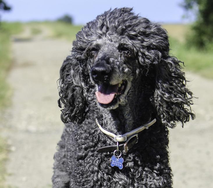 When do Irish Water Spaniels stop growing? 