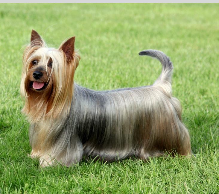 Are Silky Terriers good with other dogs?