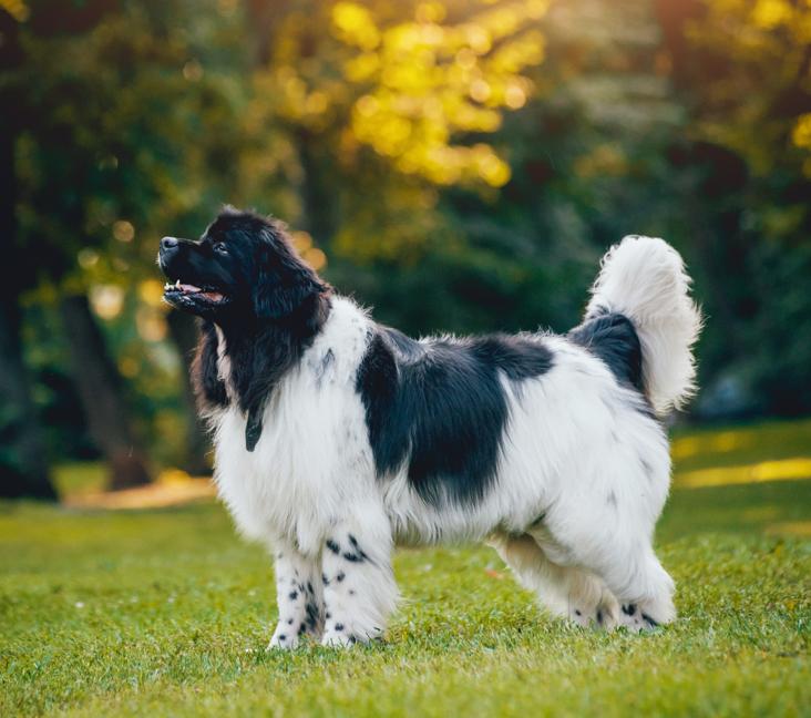 How big do Newfoundlands get?