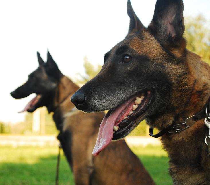 Are Belgian Shepherds good with other dogs?