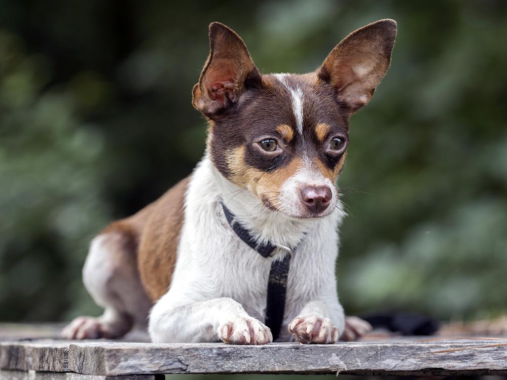 chihuahua / rat terrier mix