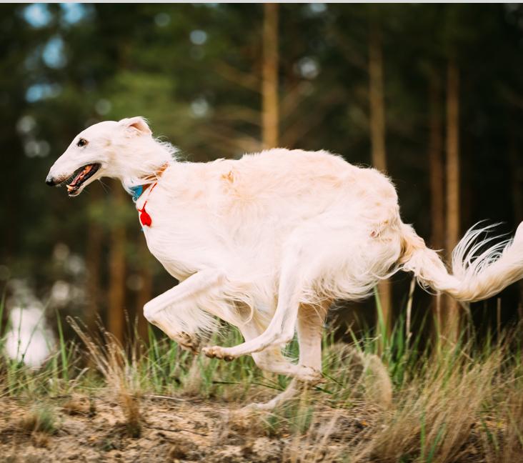 How to pronounce Borzoi?