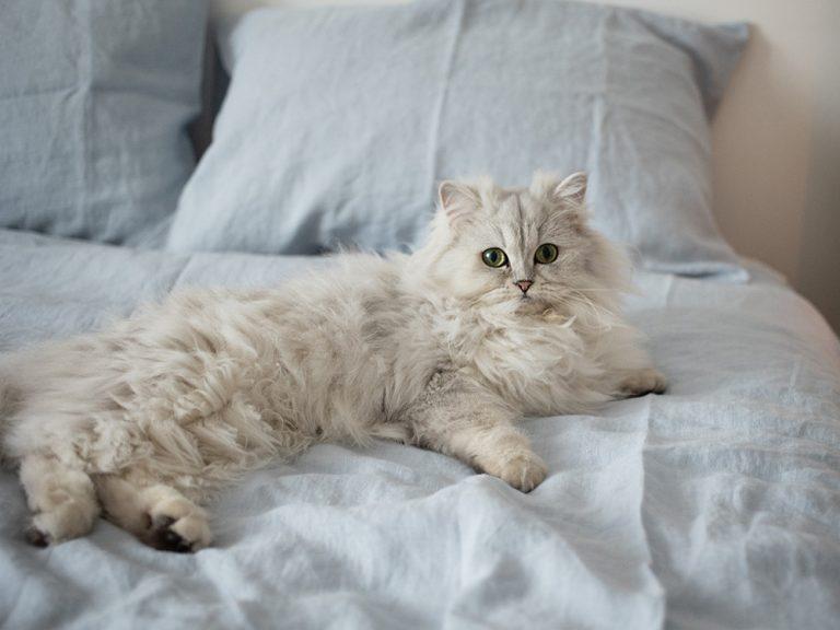 persian cat