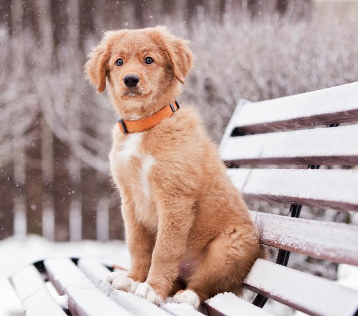 Are Nova Scotia Duck Tolling Retrievers good family dogs?