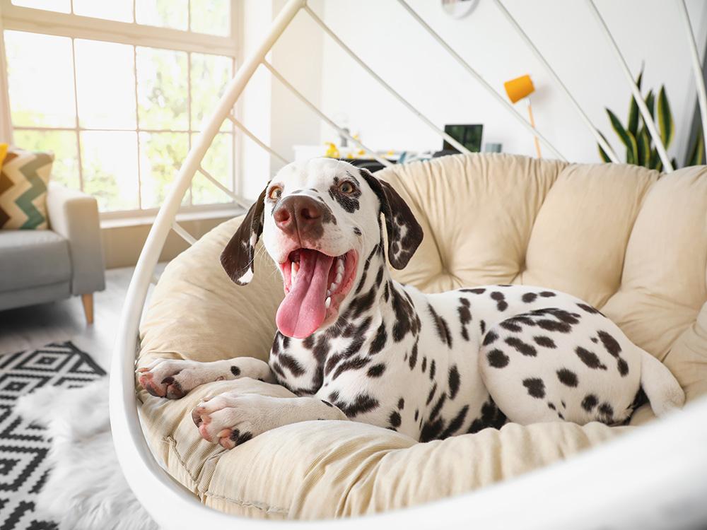 dalamatian dog on chair