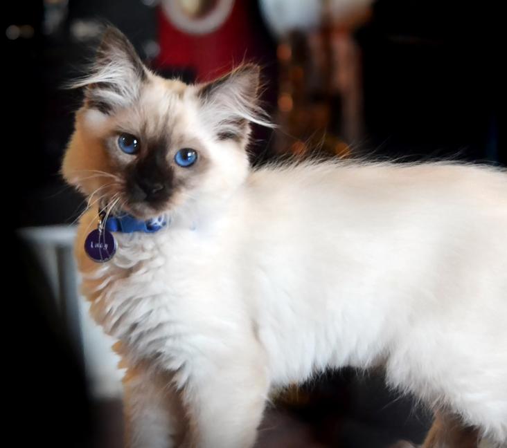 Do Balinese cats get along with dogs?