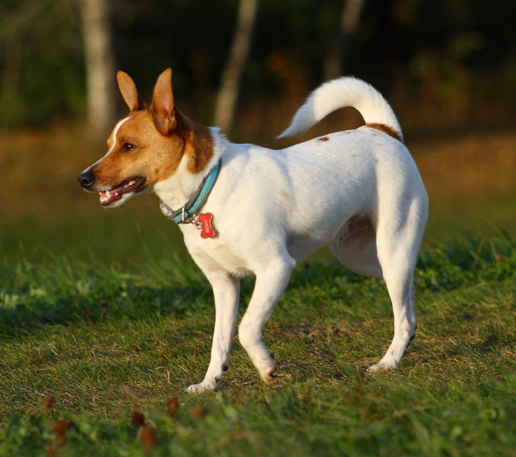 How long can a Rat Terrier live?