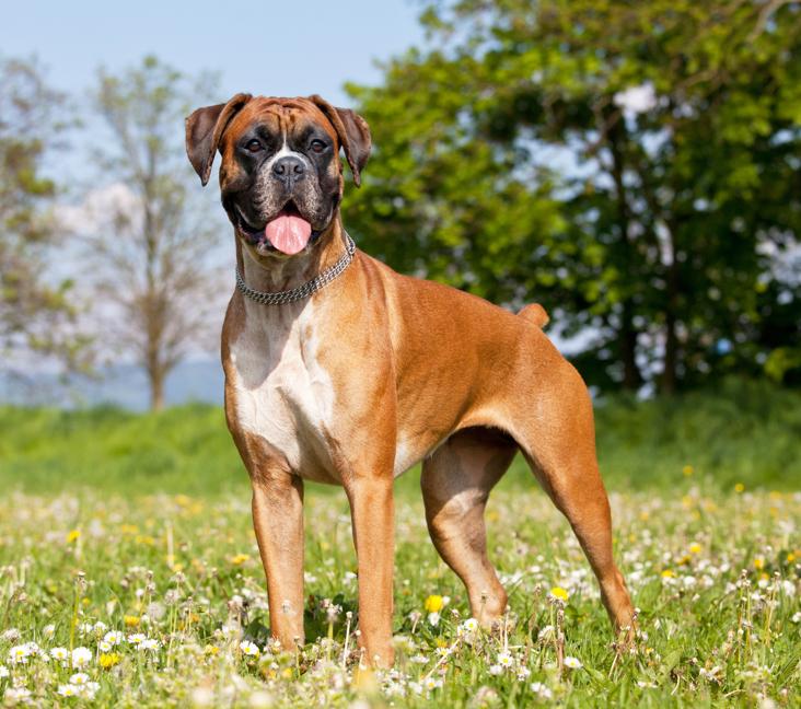 Where are Boxer dogs from?