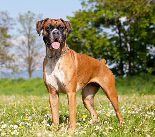 Do Boxer dogs fart a lot? - Adopt a Pet