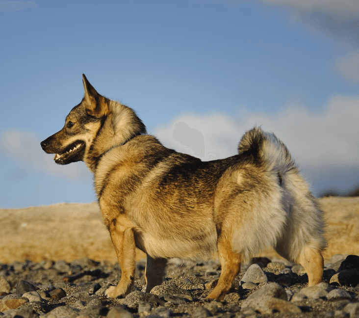 Do Swedish Vallhunds shed?