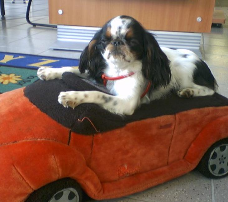 When do English Toy Spaniels stop growing?